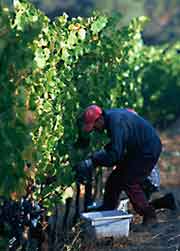 Harvest at Nicholson Ranch